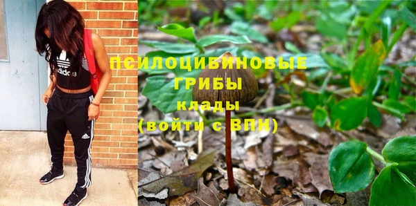 прущие грибы Абаза
